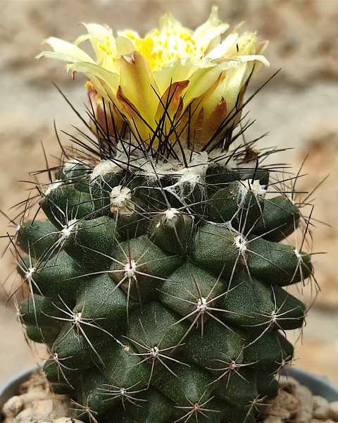 Copiapoa humilis subsp. tenuissima