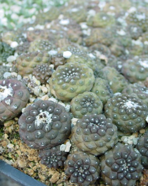 Copiapoa Hypogaea
