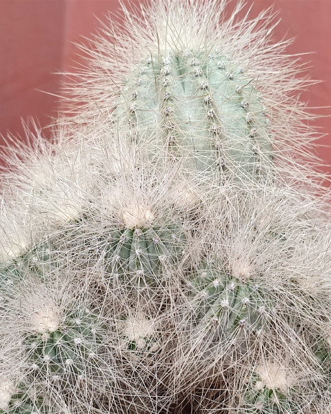 Copiapoa krainziana