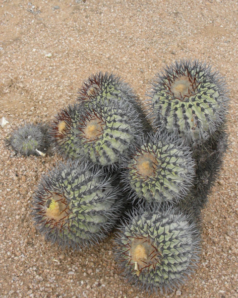 Copiapoa longistaminea