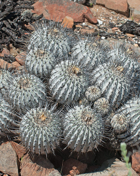Copiapoa malletiana