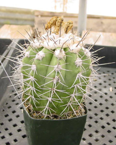 Copiapoa Marginata