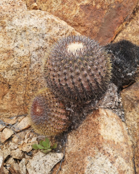 Copiapoa serpentisulcata