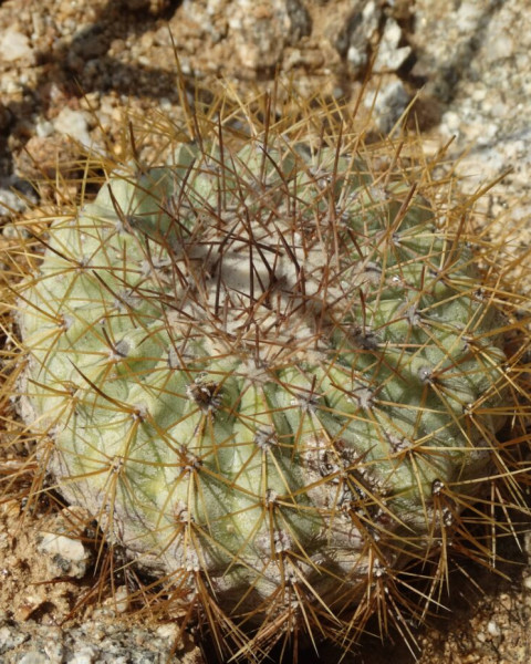 Copiapoa taltalensis