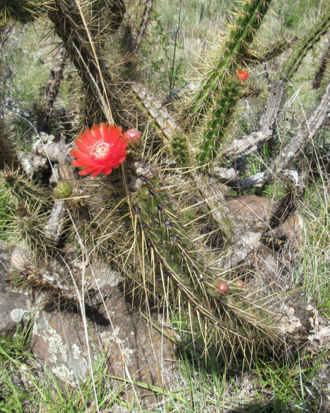 Corryocactus ayacuchoensis