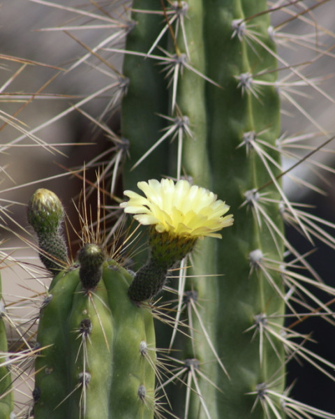Corryocactus brevistylus