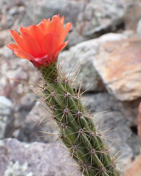 Corryocactus erectus