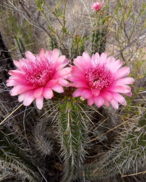Corryocactus melanotrichus
