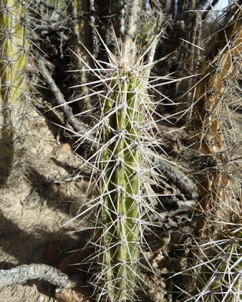 Corryocactus tarijensis