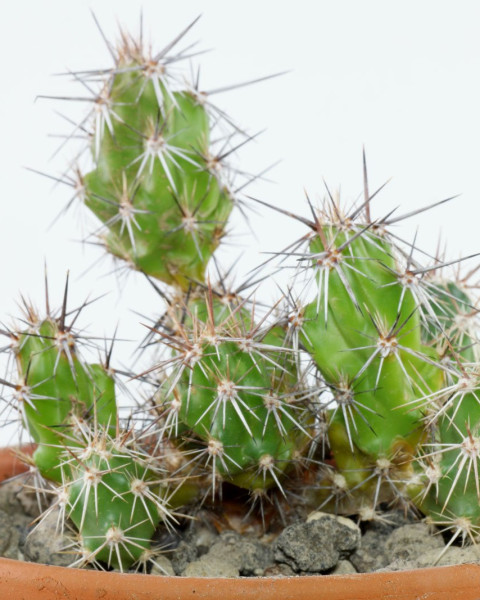 Corynopuntia grahamii