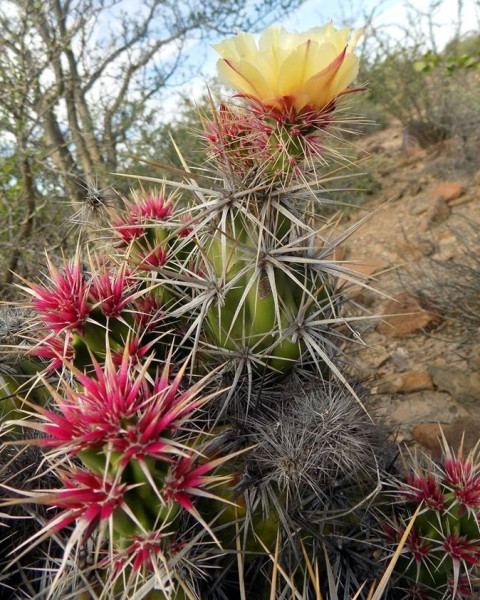 Corynopuntia invicta