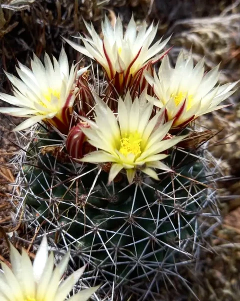 Coryphantha clavata