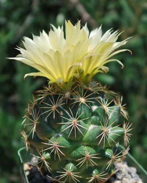 Coryphantha compacta