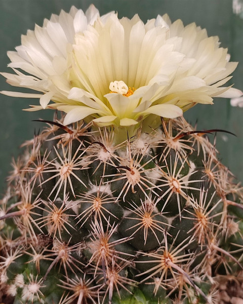 Coryphantha cornifera