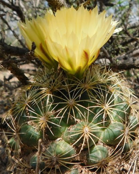 Coryphantha delaetiana