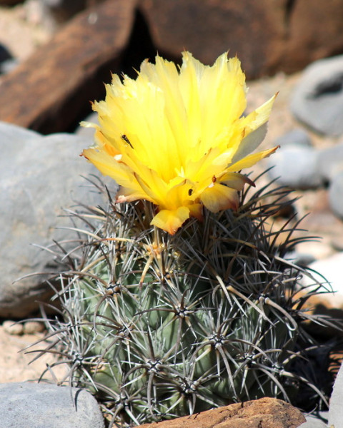 Coryphantha difficilis