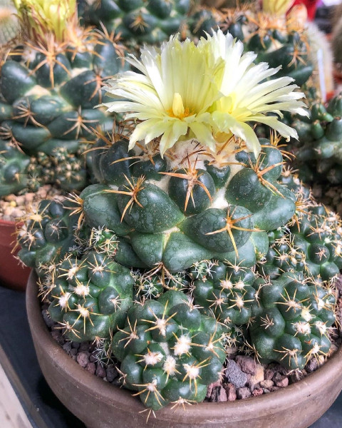 Coryphantha elephantidens