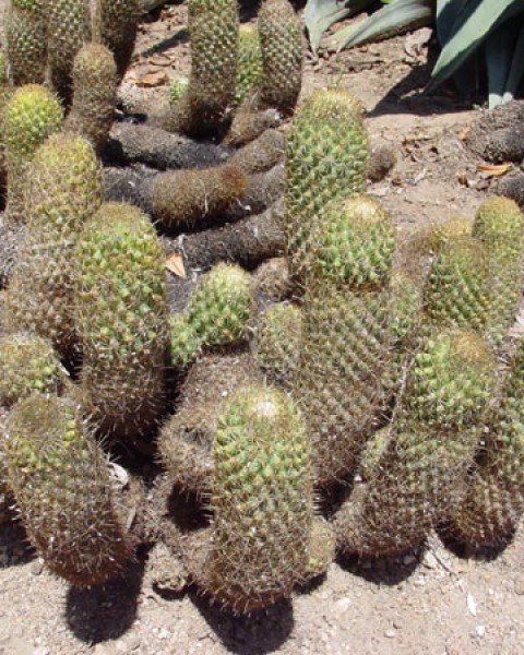 Coryphantha Erecta