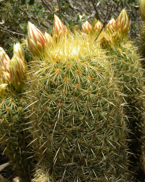 Coryphantha erecta