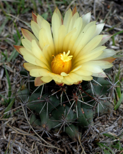 Coryphantha georgii