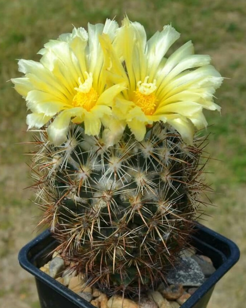 Coryphantha glanduligera