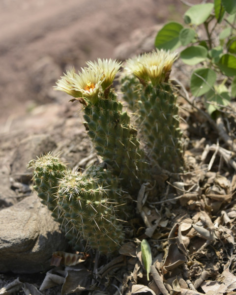 Coryphantha glassii