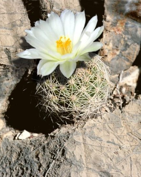 Coryphantha gracilis