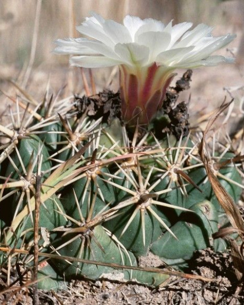 Coryphantha guerkeana