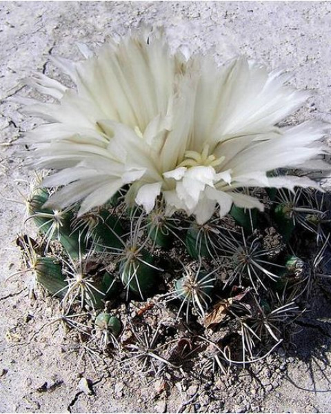 Coryphantha hintoniorum