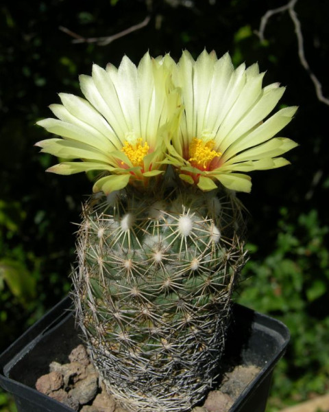 Coryphantha jalpanensis