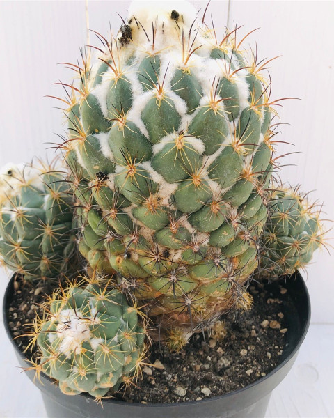 Coryphantha longicornis