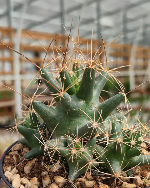 Coryphantha macromeris