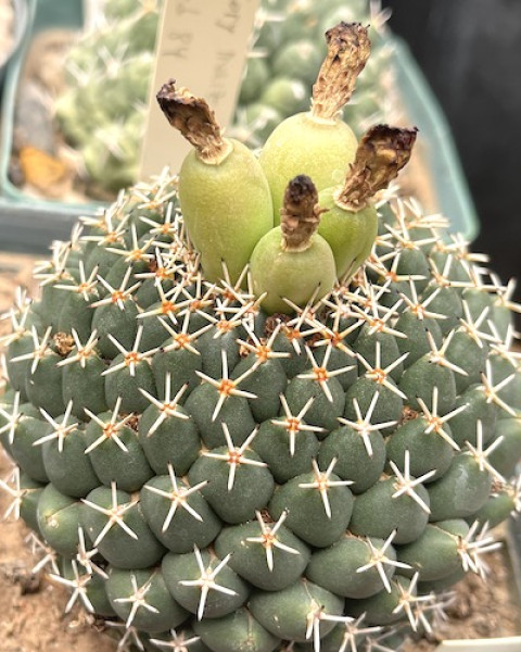 Coryphantha maiz-tablasensis