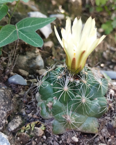 Coryphantha nickelsiae