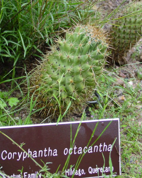 Coryphantha Octacantha