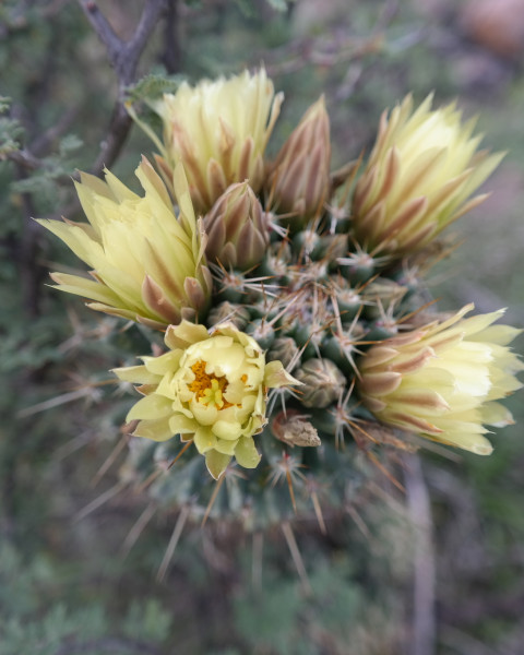 Coryphantha octacantha