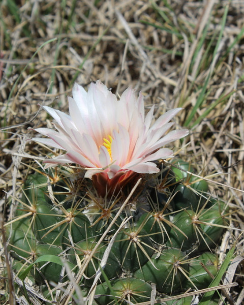 Coryphantha ottonis