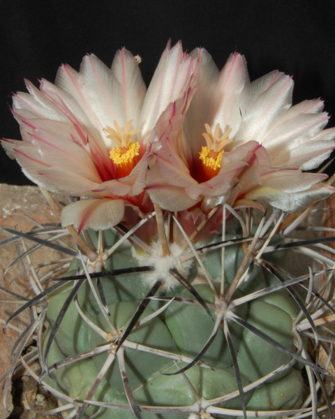 Coryphantha poselgeriana