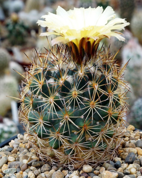 Coryphantha potosiana