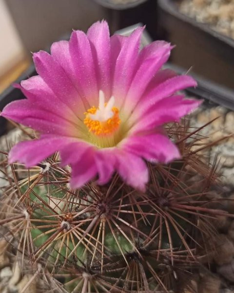 Coryphantha pseudoechinus