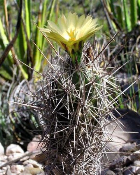 Coryphantha pulleineana