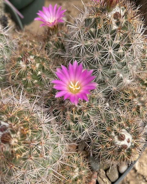 Coryphantha pusilliflora