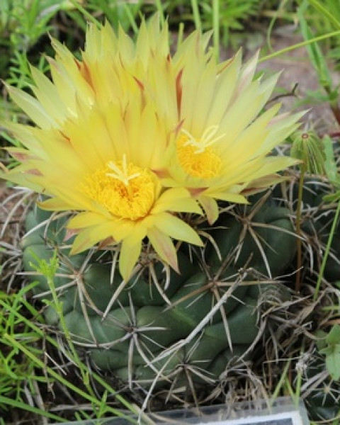 Coryphantha pycnacantha