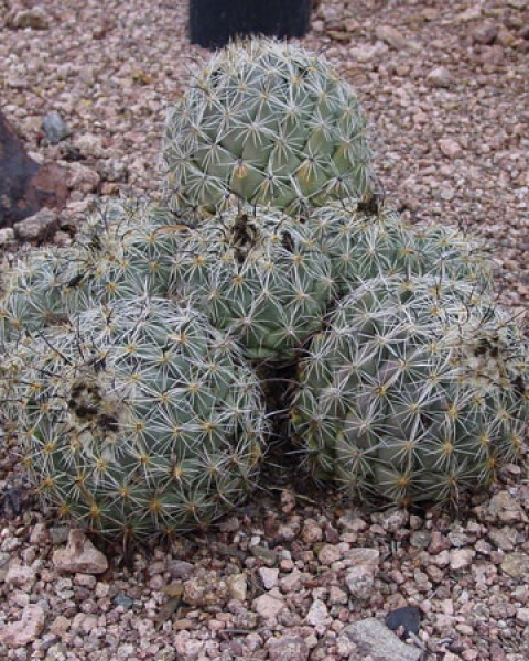Coryphantha Pycnacantha