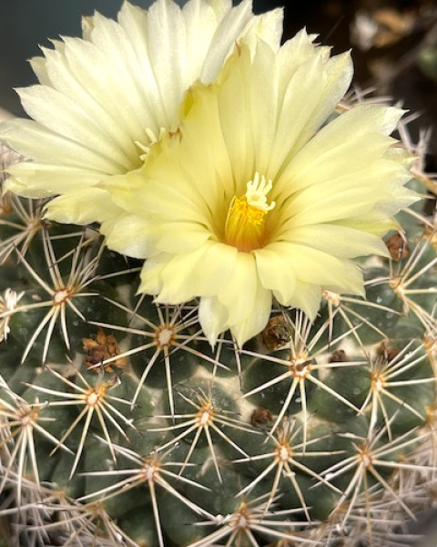 Coryphantha radians
