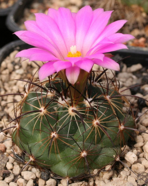 Coryphantha ramillosa