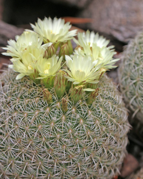 Coryphantha recurvata