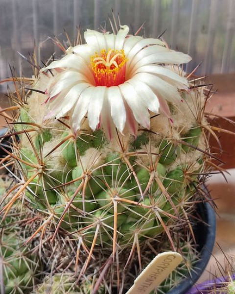 Coryphantha reduncispina