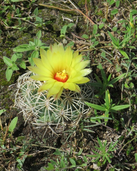 Coryphantha retusa
