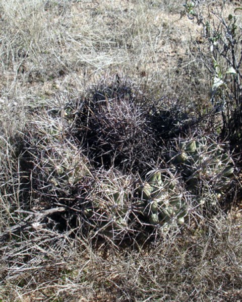 Coryphantha Robustispina
